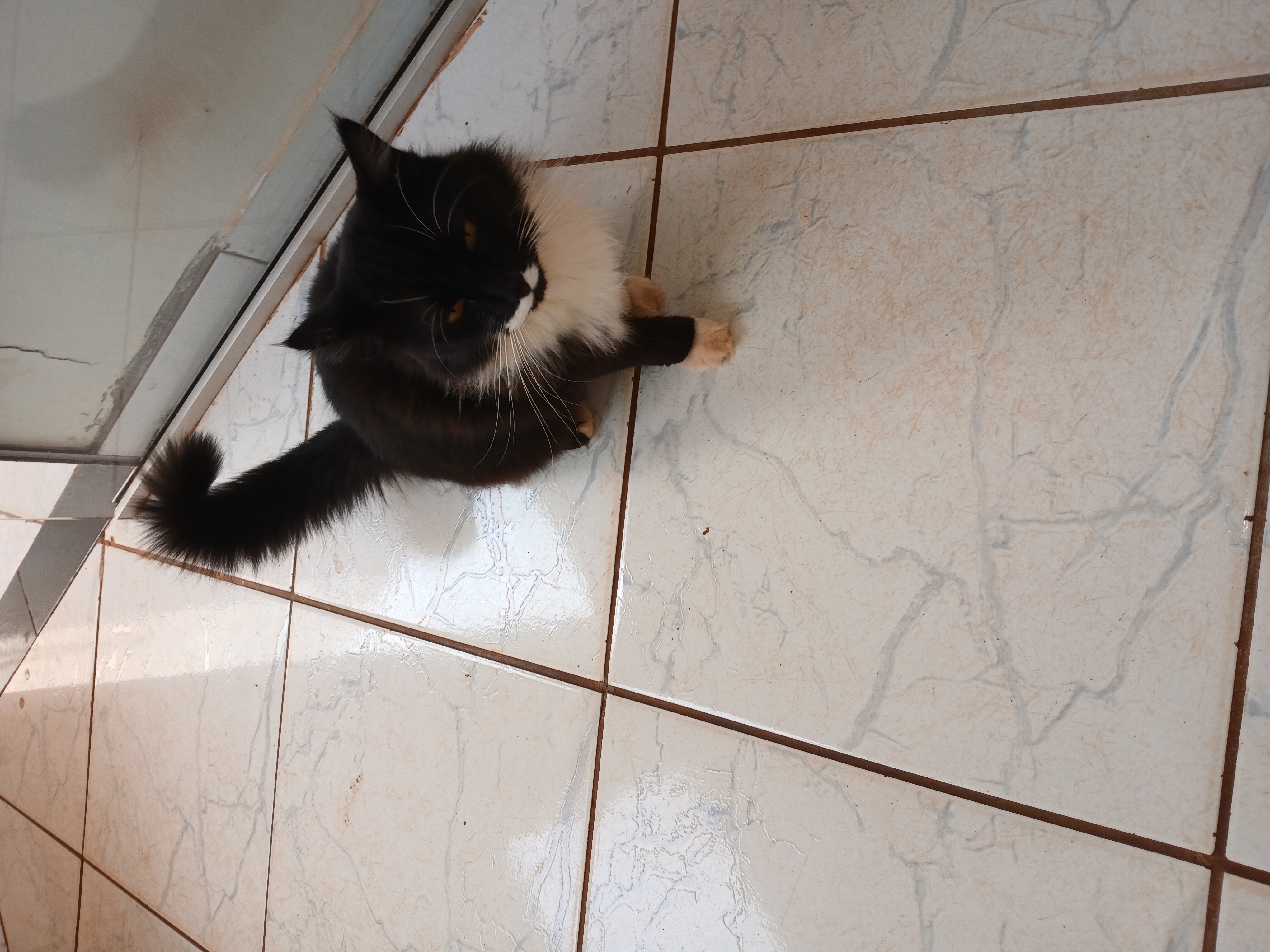 Foto Animal para doação