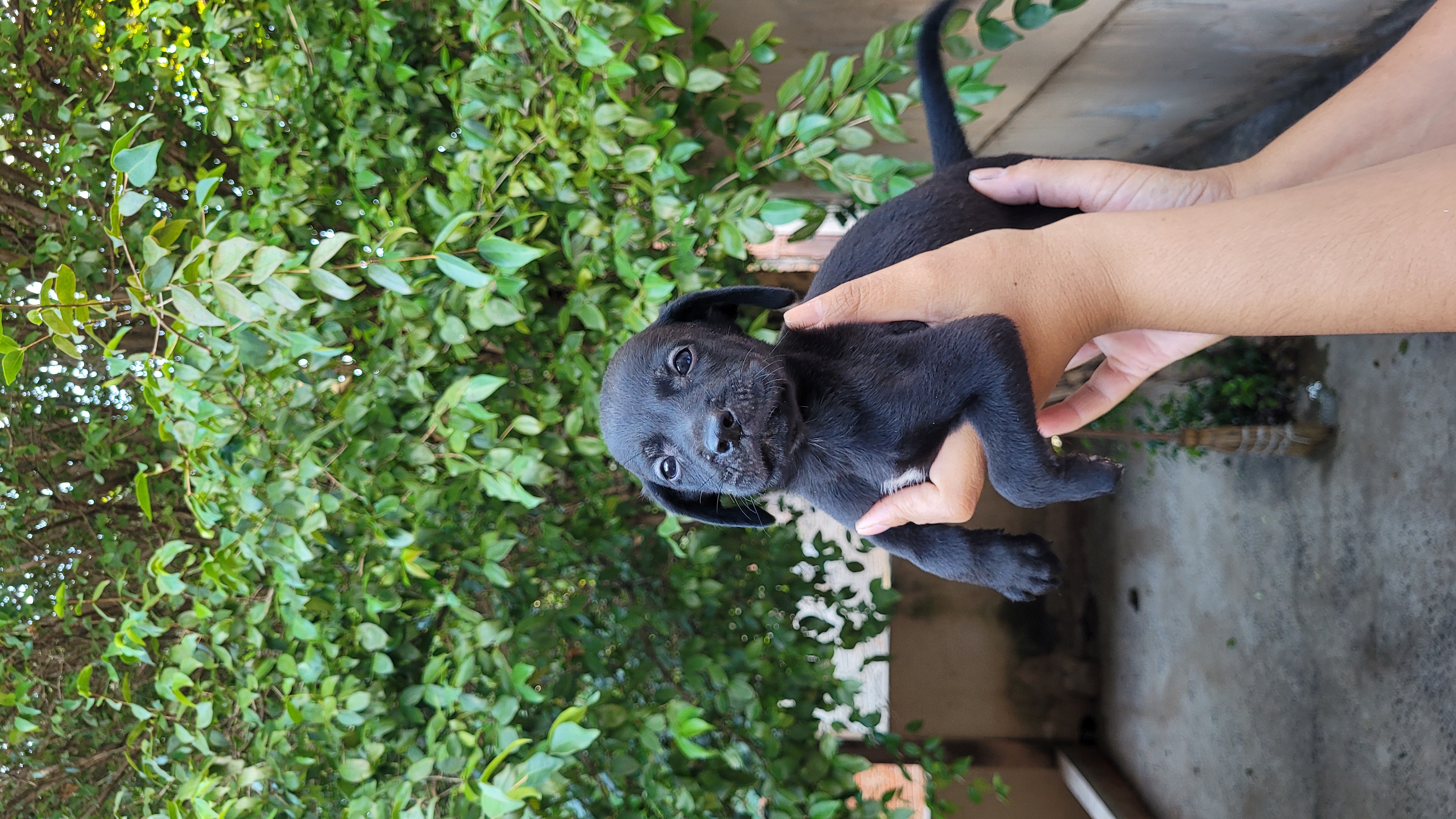 Foto Animal para doação