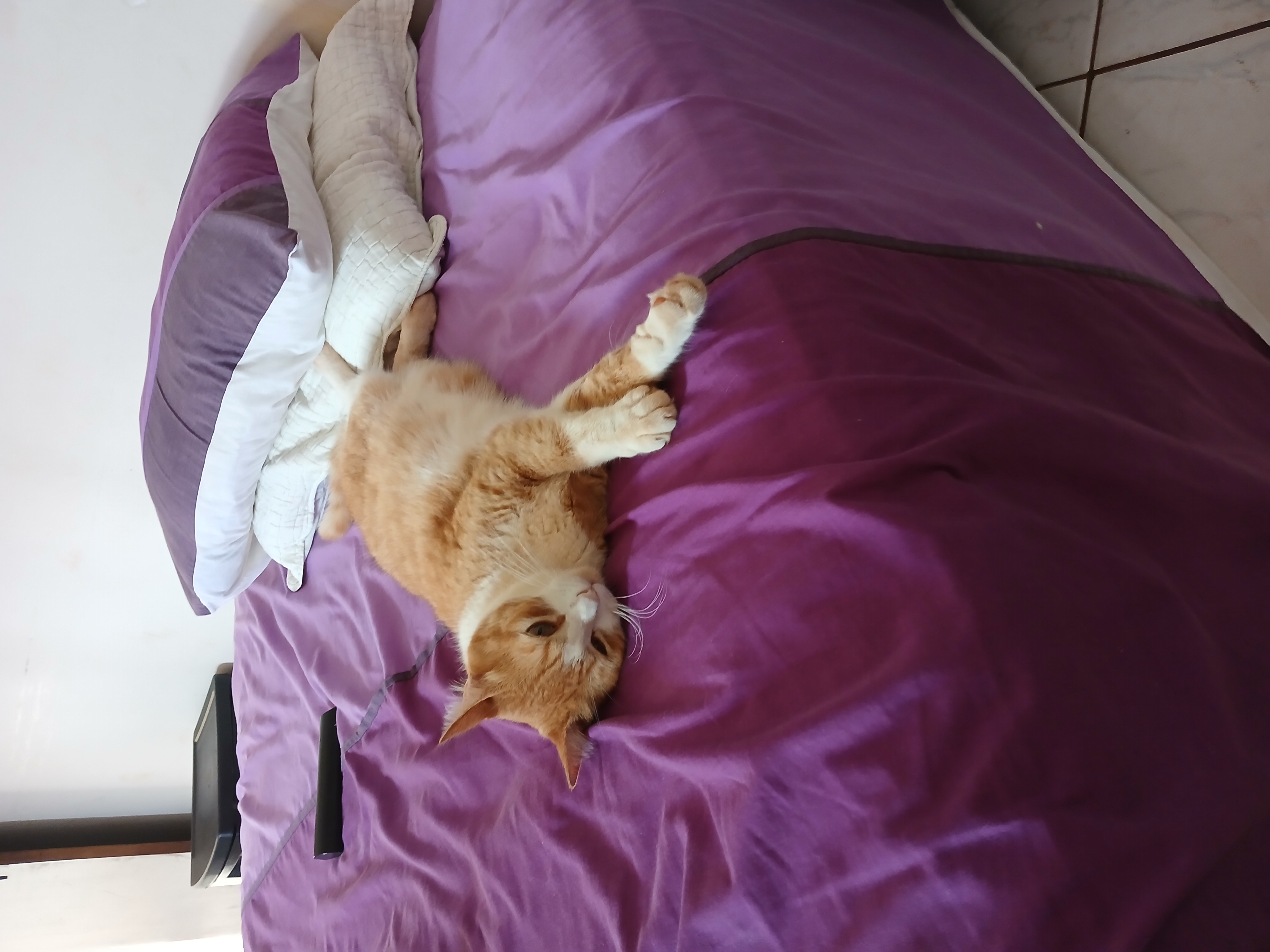 Foto Animal para doação