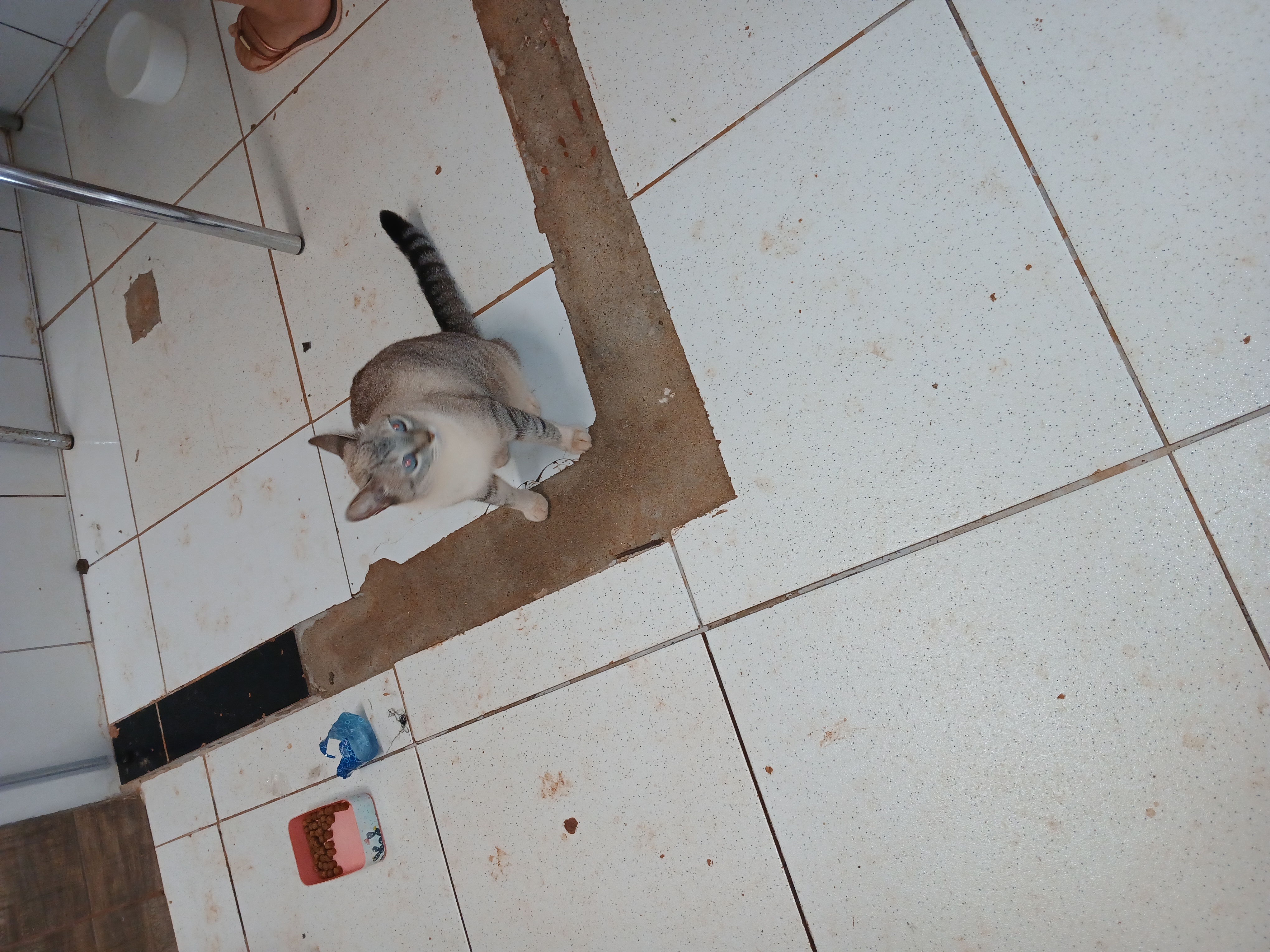 Foto Animal para doação