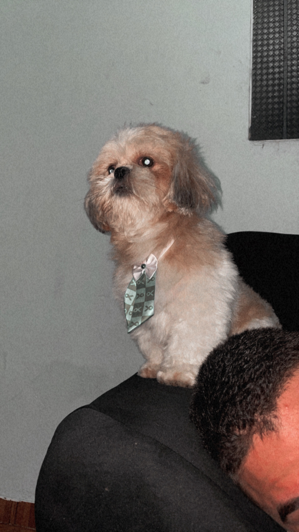 Foto Animal para doação